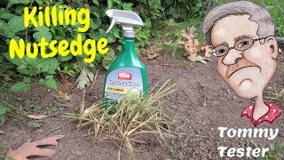 Killing Nutsedge  Testing  Ortho  Lawn Care  Weed Control [upl. by Tatianas]