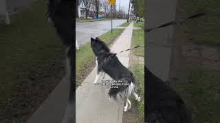 reactive dog owners I see you doing your best🫶 husky dogvideos [upl. by Alleul]