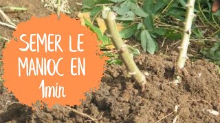 Planter le MANIOC en 1 minute [upl. by Haimirej110]