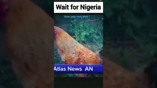 poulet music travel viralvideo video shorts short funny animaux viralshorts viralvideos [upl. by Adnohrahs]