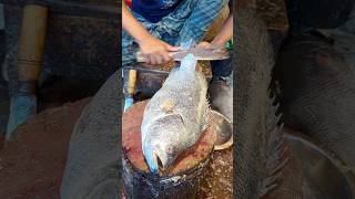 Amazing Tripletail Fish cutting Skills In Bangladesh Local Fish Market shorts [upl. by Kelcy911]