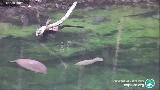 Above Water ManateeCam at Blue Spring State Park  2024 Highlights [upl. by Dougherty]