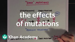 The effects of mutations  Biomolecules  MCAT  Khan Academy [upl. by Eninahs]