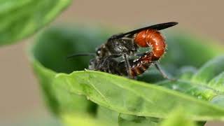 Insect Mating filmed with Micro Lens [upl. by Waligore]