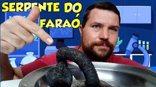 Como fazer a SERPENTE DO FARAÓ EXPERIENCIA [upl. by Manvil]