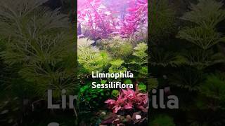 Limnophila Sessiliflora aquarium plantedtank plants aquascaping aquascape nanoplantedtank [upl. by Elburr484]