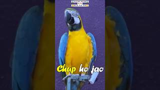 😱TALKING PARROT😱BOLTA HUA MACAW🤫 viralreels birds macaw youtube yt birdslover parrotytshort [upl. by Euqimod]