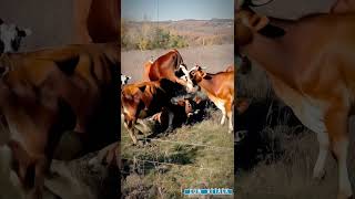 Cow Pack cows cattles freerangefarm [upl. by Benjie]