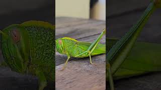 Green locust [upl. by Derr]