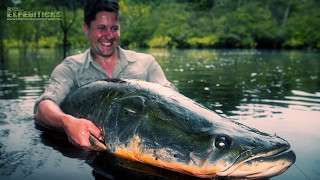 ARAPAIMA FISHING  AMAZON  HUGE ARAPAIMA [upl. by Elane678]