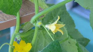 Pollinating Tomato Flowers with Electric Toothbrush  The Results [upl. by Dlanger969]