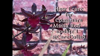 How I care for my Colmanara Maisa Red  Update 1  CareCollab [upl. by Deb]