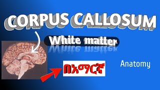 CORPUS CALLOSUM white matter parts fibers split brain in amharic በአማርኛ [upl. by Eitsirhc]