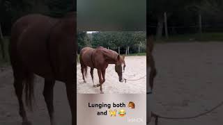 Lunging horse and kittens 😂 horse cheval kitten [upl. by Herm]