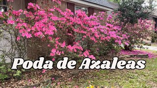 🌸 Poda de Azaleas  Encore Azaleas  Azaleas normales 🌸 [upl. by Gnanmas]