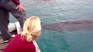 Whales at the Wharf Tathra [upl. by Afesoj]