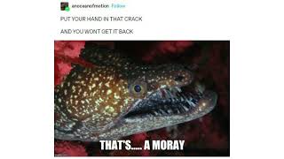 Something I Found on Tumblr Thats A Moray [upl. by Fadiman]