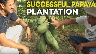 Papaya Farming Successful Papaya Plantation of Former OFW  Farming is Better than Working Abroad [upl. by Noffets]