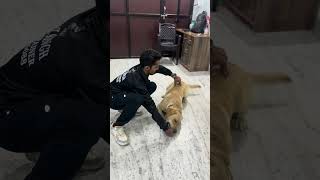 Labrador 🐕 obedience practice crawl dog pets dogtrainersofig dogtraining shortsviral obedience [upl. by Alicul689]