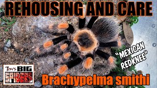 Brachypelma smithi quotMexican Redkneequot Rehouse amp Notes [upl. by Naerol]