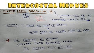 Intercostal Nerves  Part 2  Intercostobrachial Nerve  The Charsi of Medical Literature [upl. by Deadman]