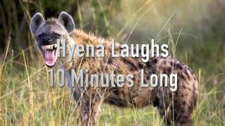 10 Minutes Of Hyenas Laughing  Annoying Sounds [upl. by Yruj]