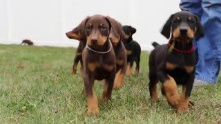 6 week old Doberman puppies [upl. by Comstock313]