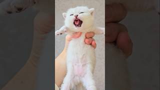 So sweet kitten 😸 meow loudly kittens meowing [upl. by Ahseenal]