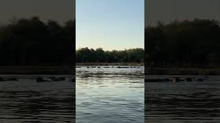 In a canoe passing a HUGE pod of hippo 🦛 [upl. by Thoma]