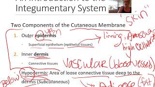 Integumentary System Part 1 [upl. by Nnylirret]