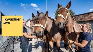 TRAILER 1’ Prijskamp Belgische trekpaarden op Jaarmarkt Ternat  ikwashierlive [upl. by Polard]