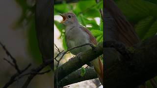 Three melodious nightingales The best bird song lovebirdsounds [upl. by Filomena]