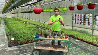 Les tomates  choix plantation entretien astuces et conseils de pro [upl. by Alroi72]