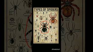 types of spiders  Mexican Redknee Tarantula  spider edit animals tarantula memes [upl. by Surbeck]