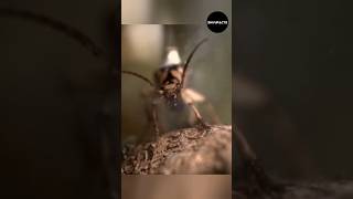 bombardier beetle protect itself shorts [upl. by Hnad651]