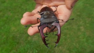 Lucanus cervus cervus  STAG BEETLE  HIRSCHKÄFER [upl. by Eetnuahs]