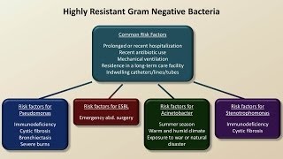 Antibiotics for Gram Negative Infections Antibiotics  Lecture 5 [upl. by Adirf]