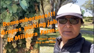 3rd part  Visit to grapes 🍇 farm Mildura  tibetanvlogger  Melbourne Australia [upl. by Calysta977]