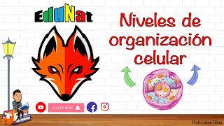 NIVELES DE ORGANIZACIÓN CELULAR célula tejido órgano sistema organismo [upl. by Reitman258]