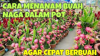 CARA MENANAM BUAH NAGA DALAM POT AGAR CEPAT BERBUAH DI HALAMAN RUMAH [upl. by Brunelle]