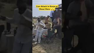 Lion Attack in Kenya at Masai Mara youtubeshorts shorts love funny trending comedy duet [upl. by Munster415]