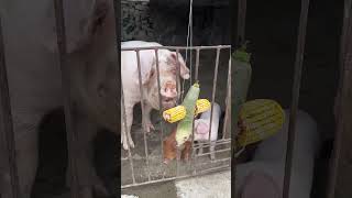 shorts pig pigs pigchallenge piglet wildboar piggy minipig pigfarm baboy [upl. by Gunas242]