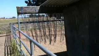 Horse Fly Help Using Hay String to help Horses with Flies and Mosquitoes  Rick Gore Horsemanship [upl. by Akino]