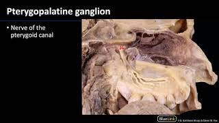 Pterygopalatine Fossa and Palate  Nerves [upl. by Zetroc110]