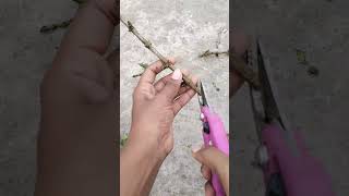 allamanda plant propagation from cuttinggardening flowergarden mygardenflowers terracegarden [upl. by Ataga]