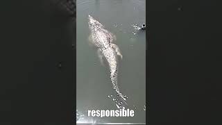 Is This 30 Foot Crocodile Real [upl. by Rocky]