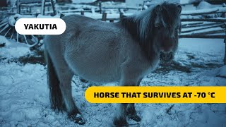 Yakutian Horses  the Breed That Survives at 70°C [upl. by Ingham]