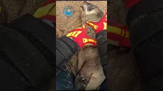 Entangled Seal Snaps at Rescuer shorts [upl. by Raynold33]