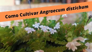 Como Cultivar Angraecum distichum [upl. by Gustave]