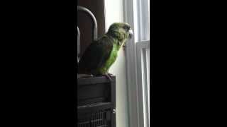 Jardine Parrot Talking [upl. by Ahsyen]